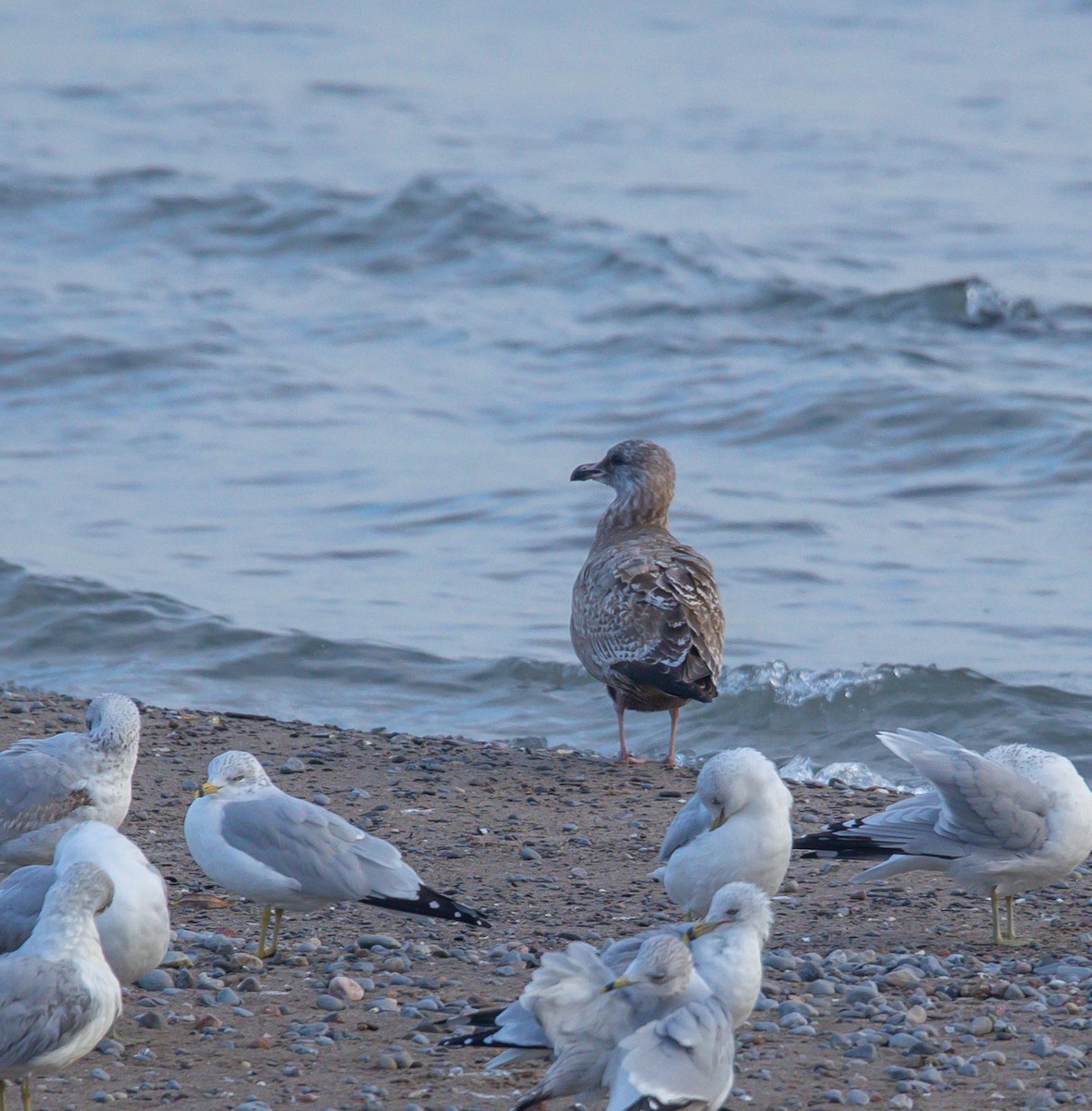 Great Black-backed Gull - ML645237468
