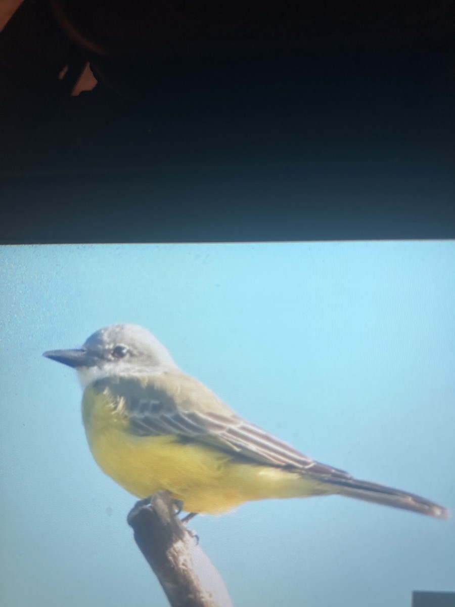 Tropical Kingbird - ML645237482