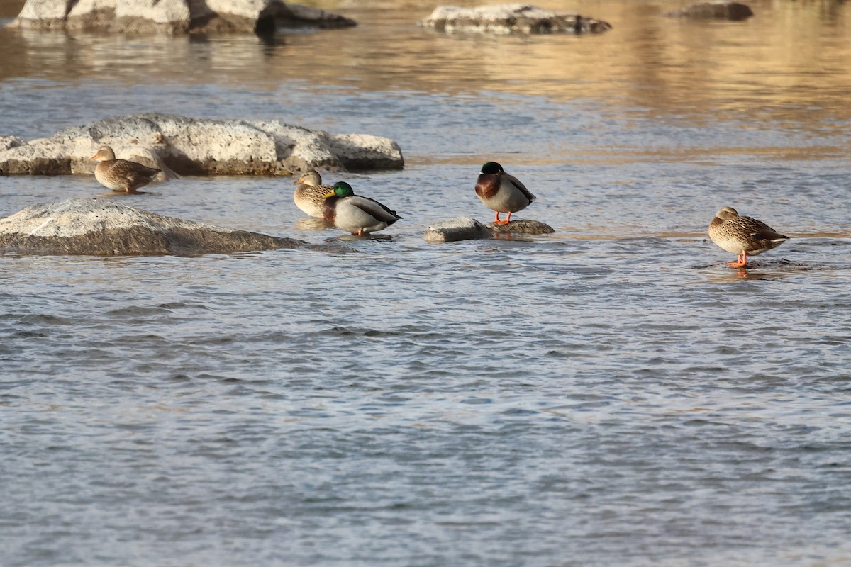 Germano reale - ML645237491