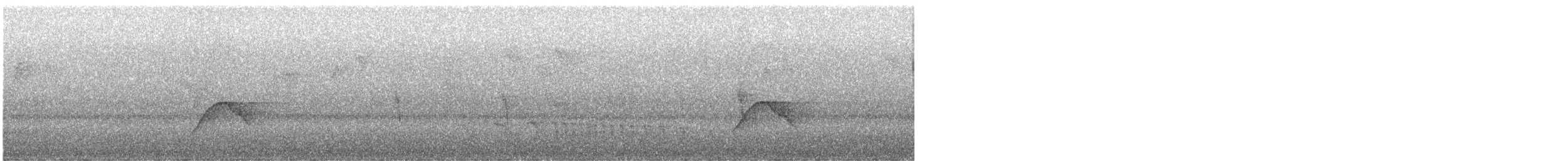 Weißkappen-Schleppentyrann - ML645237492