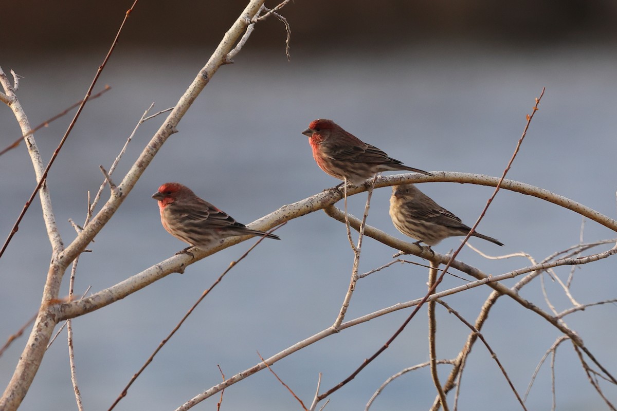 House Finch - ML645237506