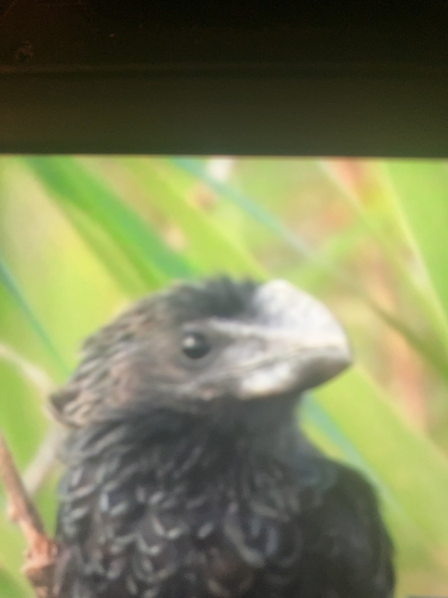Smooth-billed Ani - ML645237511