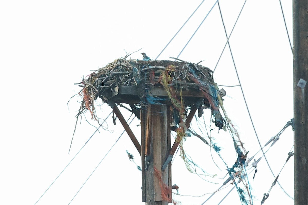 Northern Flicker - ML645237512