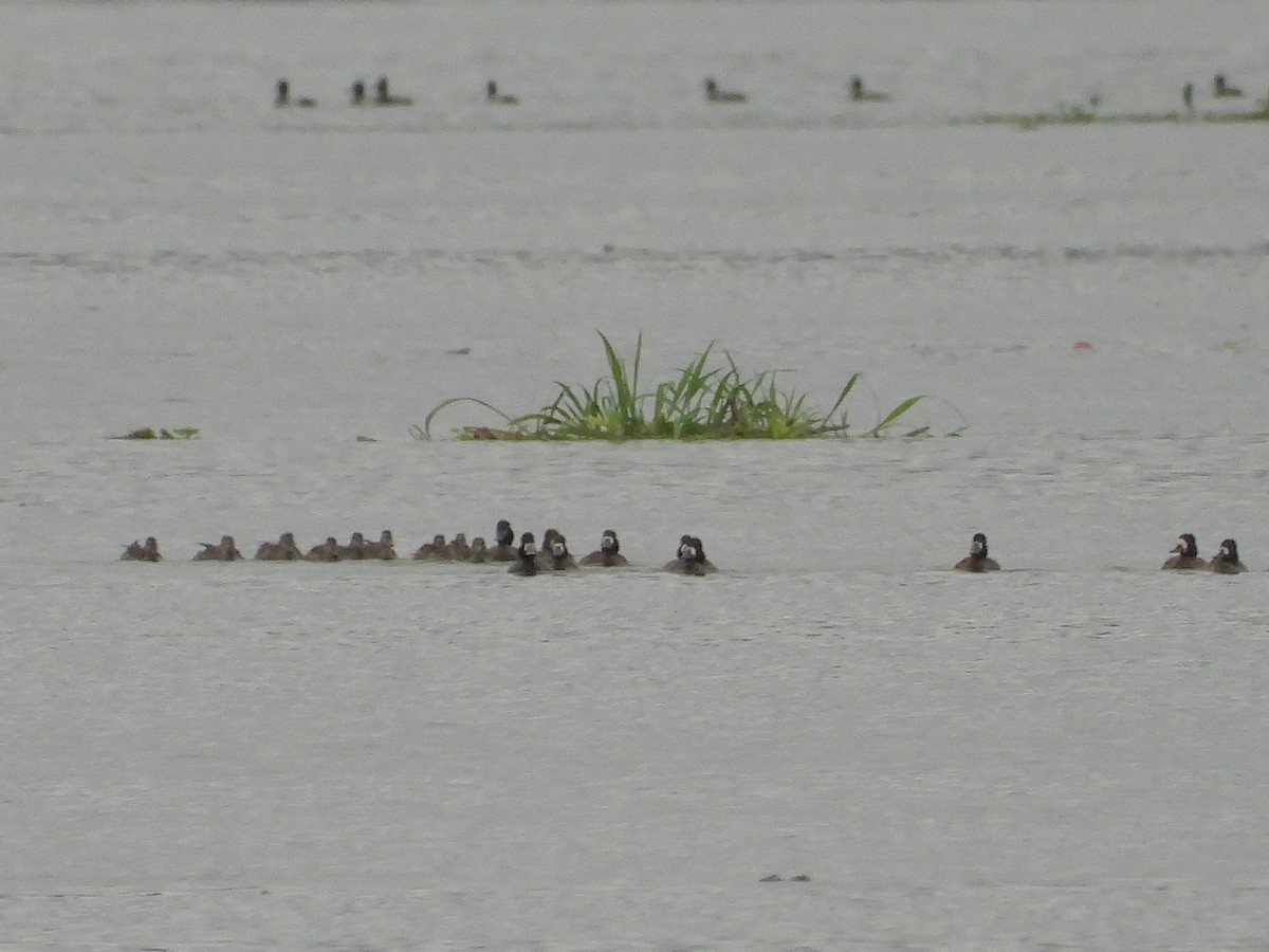 čírka modrokřídlá - ML645237523