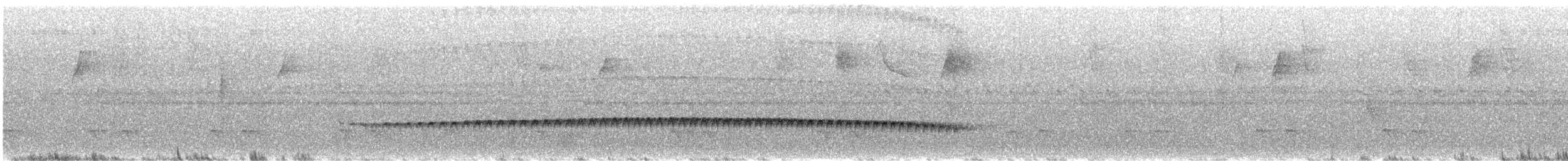 Perlenmantel-Ameisenwürger - ML645237532