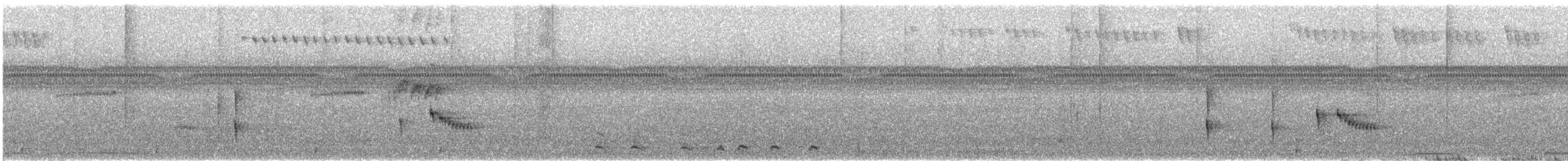 Perlbauch-Todityrann - ML645237535