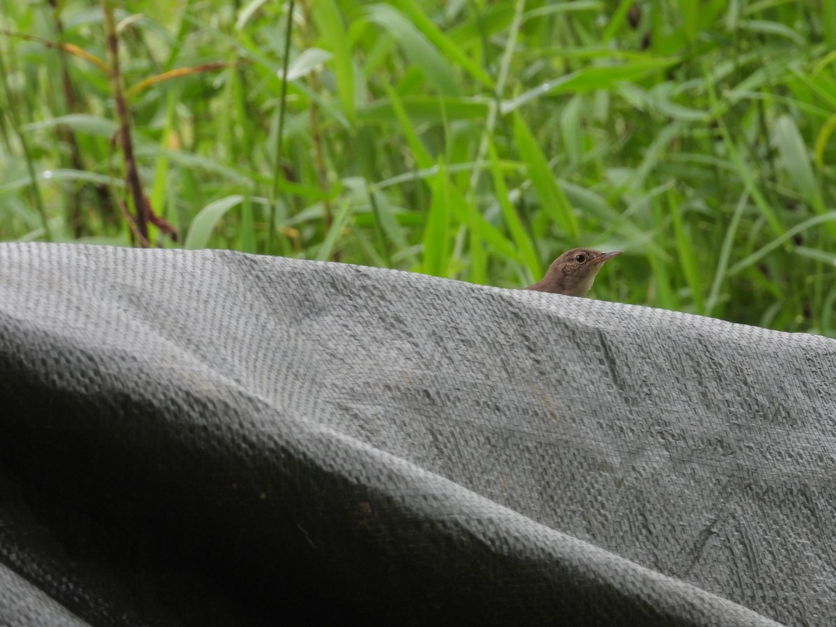 Southern House Wren - ML645237538