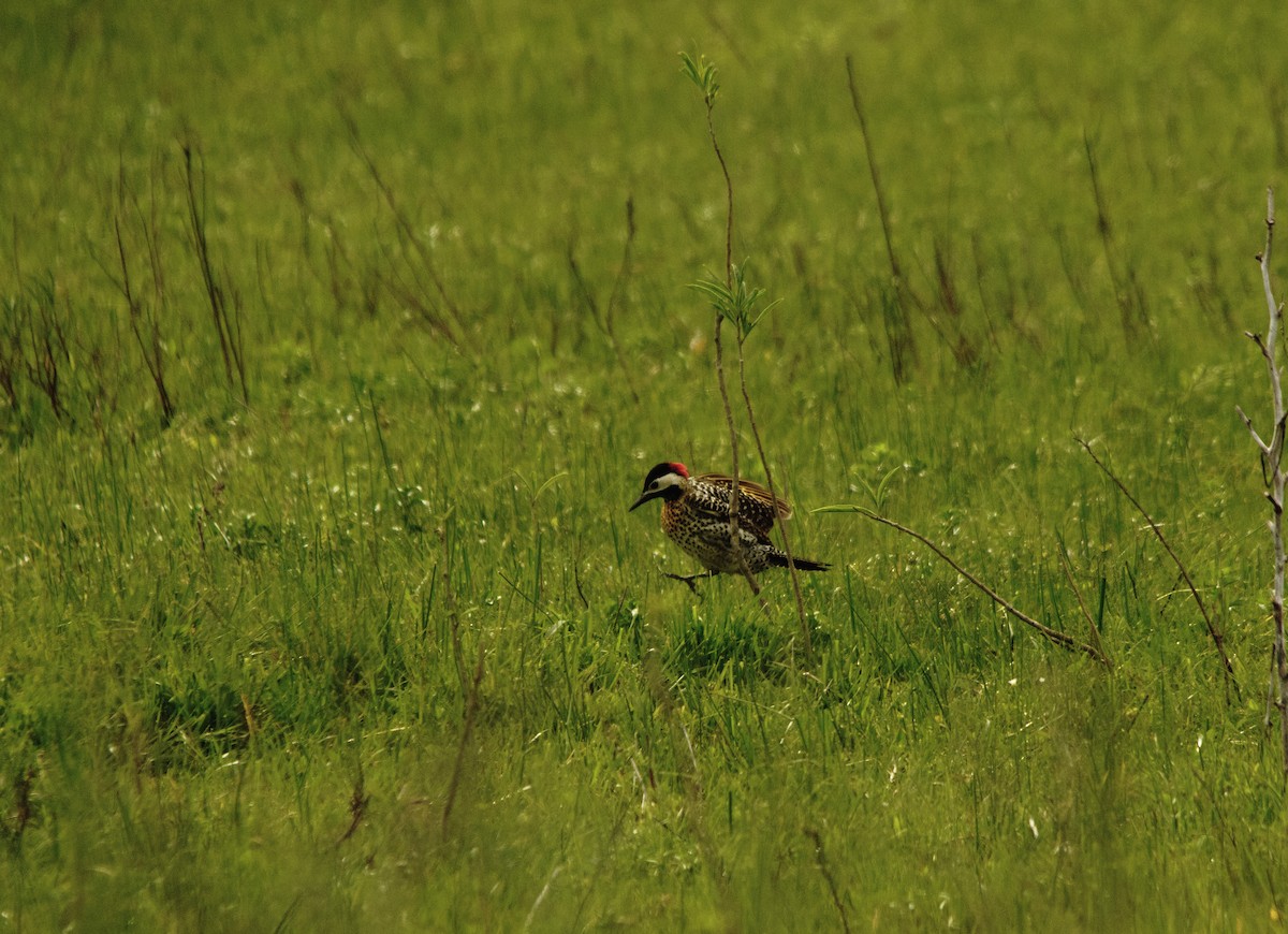 Green-barred Woodpecker - ML645237540