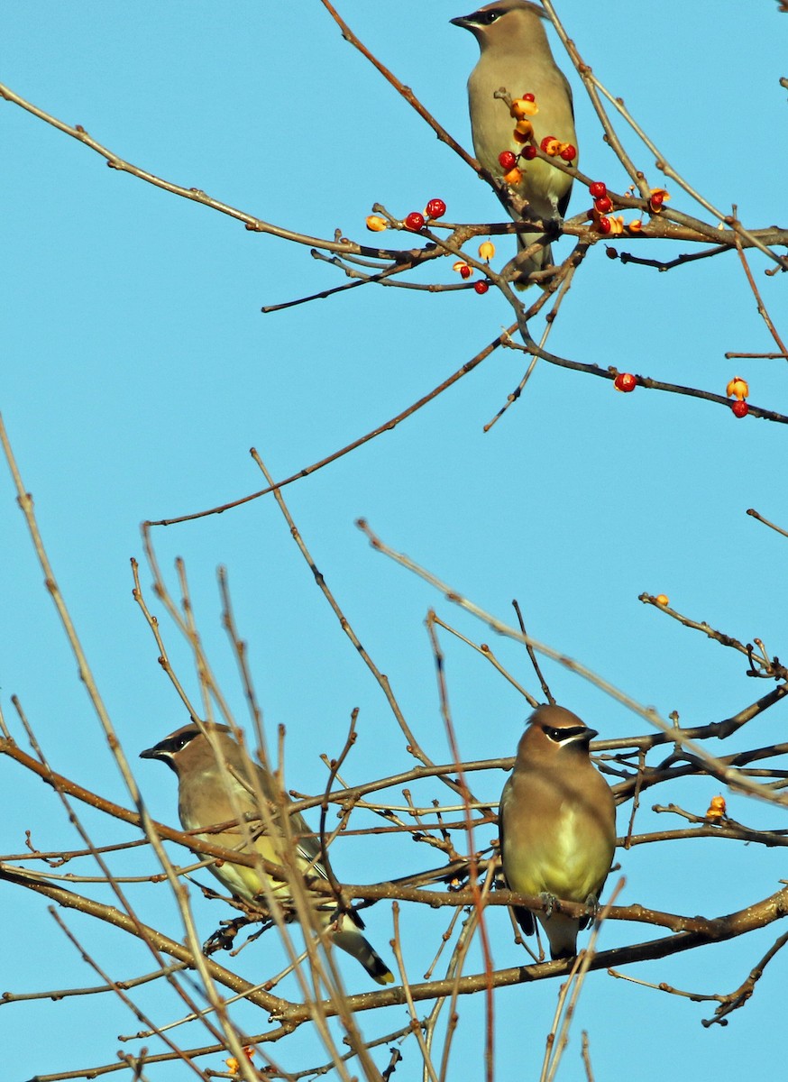 Cedar Waxwing - ML645237559