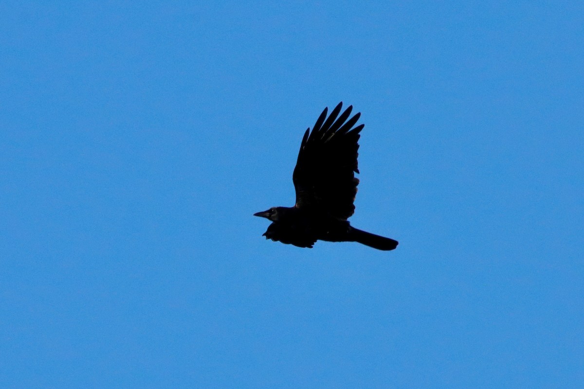 Balıkçı Karga - ML645237573