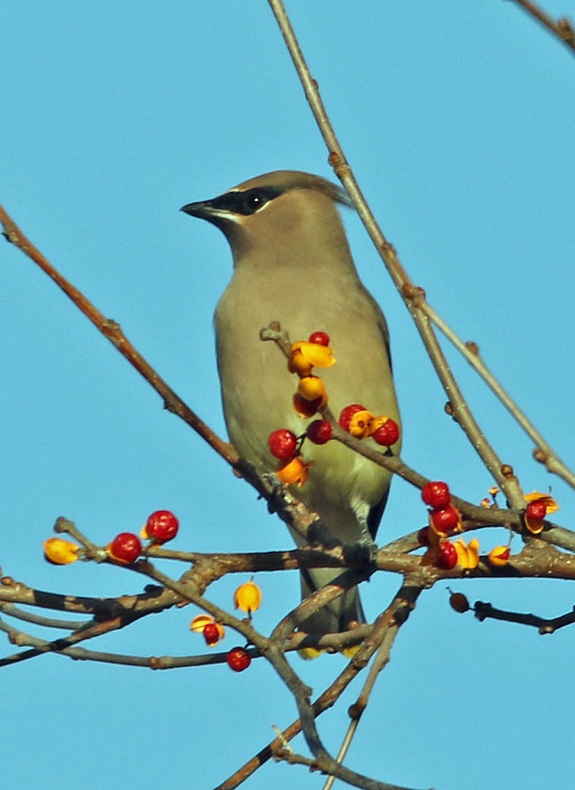 Cedar Waxwing - ML645237574