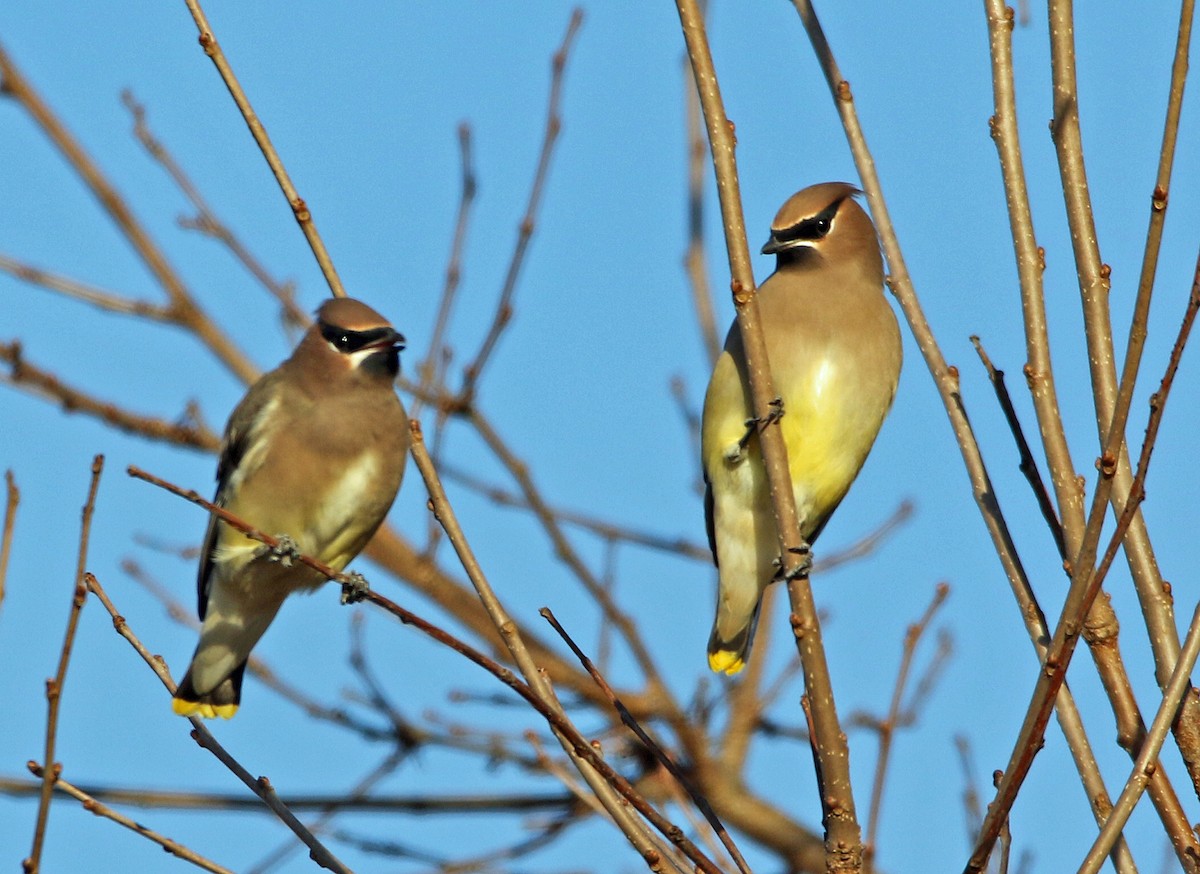 Cedar Waxwing - ML645237576