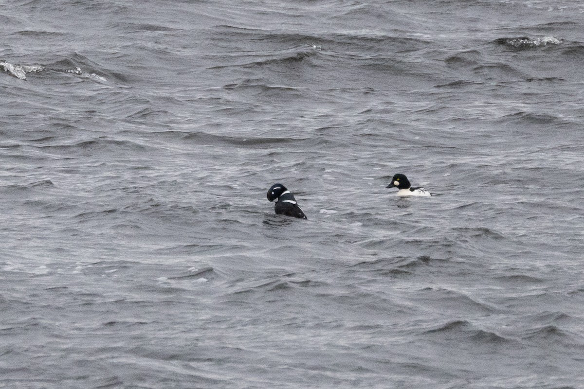 Harlequin Duck - ML645237578
