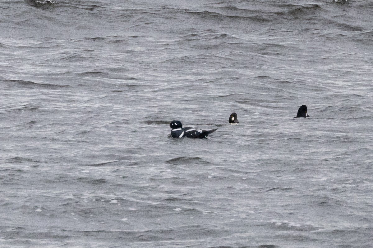 Harlequin Duck - ML645237579