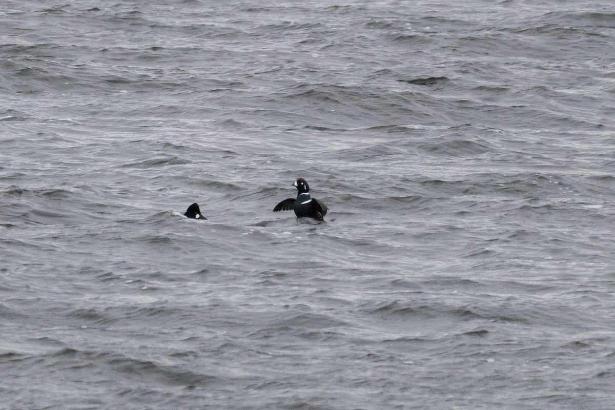 Harlequin Duck - ML645237580