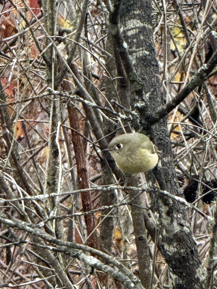 Ruby-crowned Kinglet - ML645237584