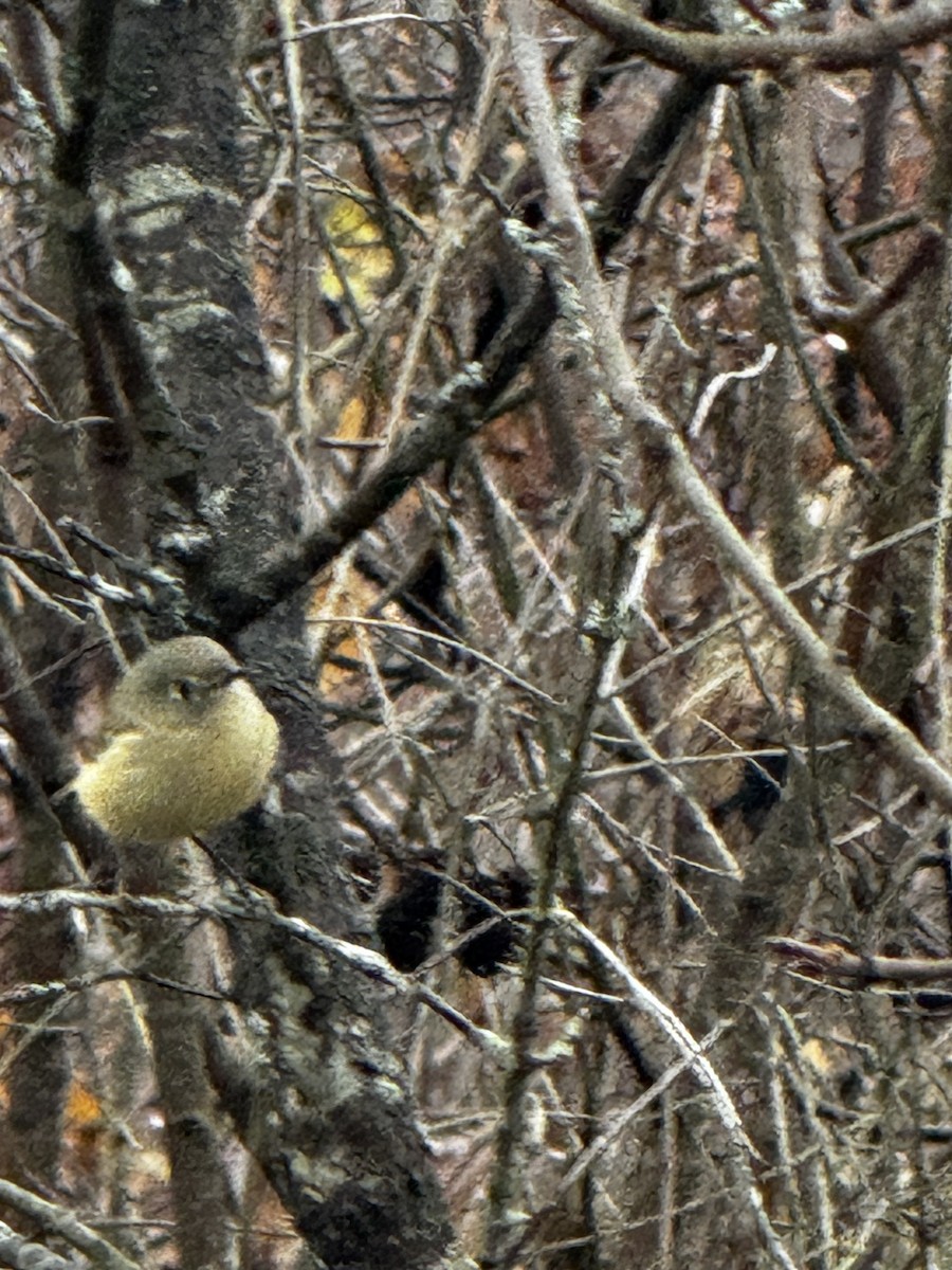 Ruby-crowned Kinglet - ML645237585