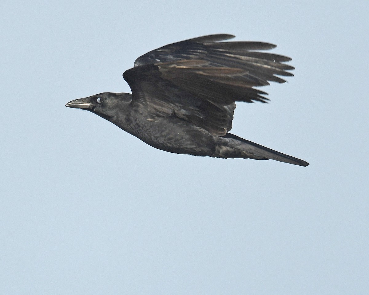American Crow - ML645237597
