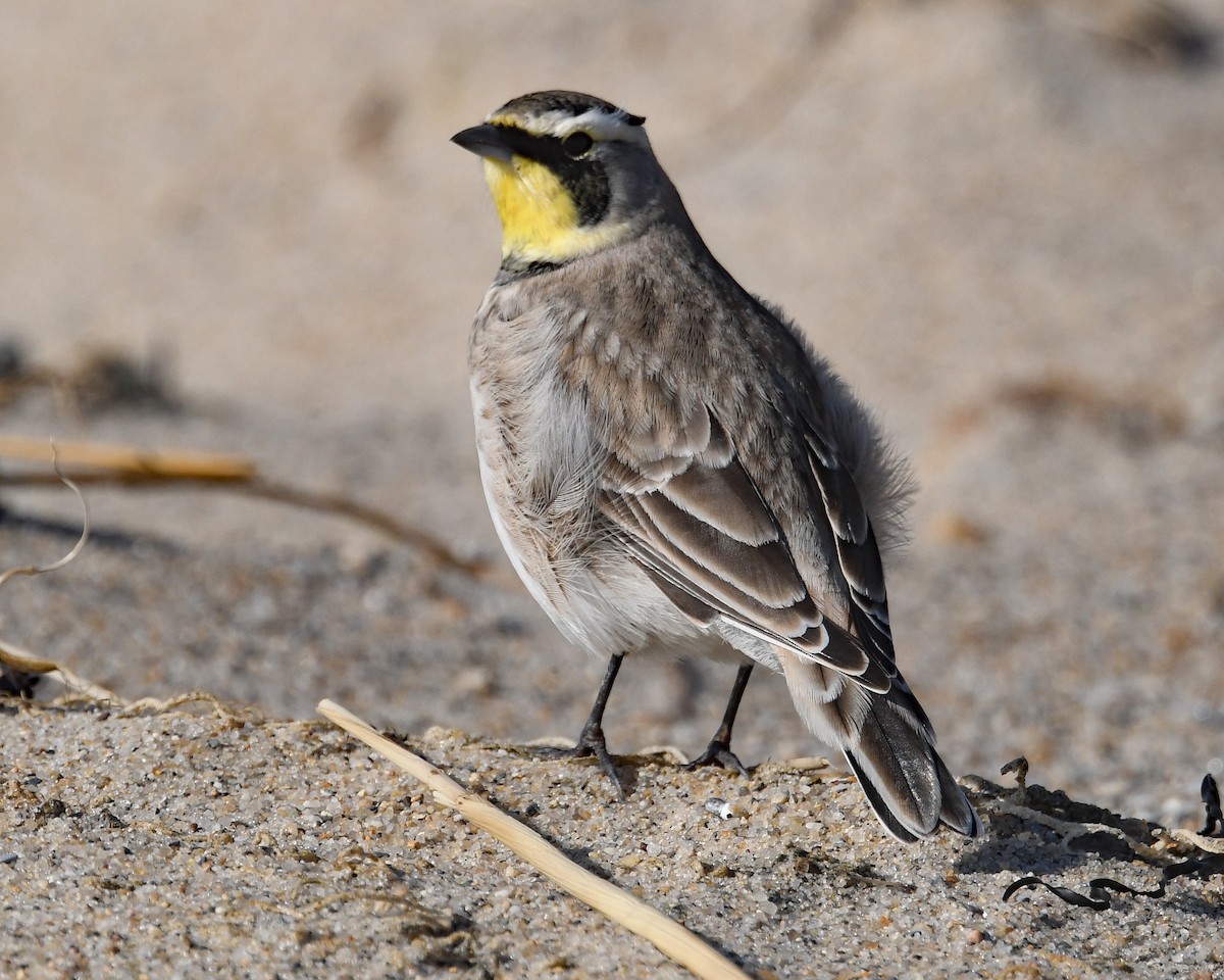 Horned Lark - ML645237604
