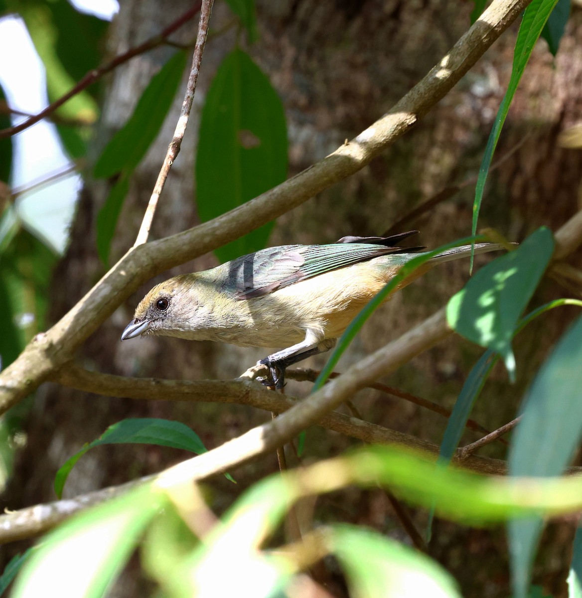 Burnished-buff Tanager - ML645237606