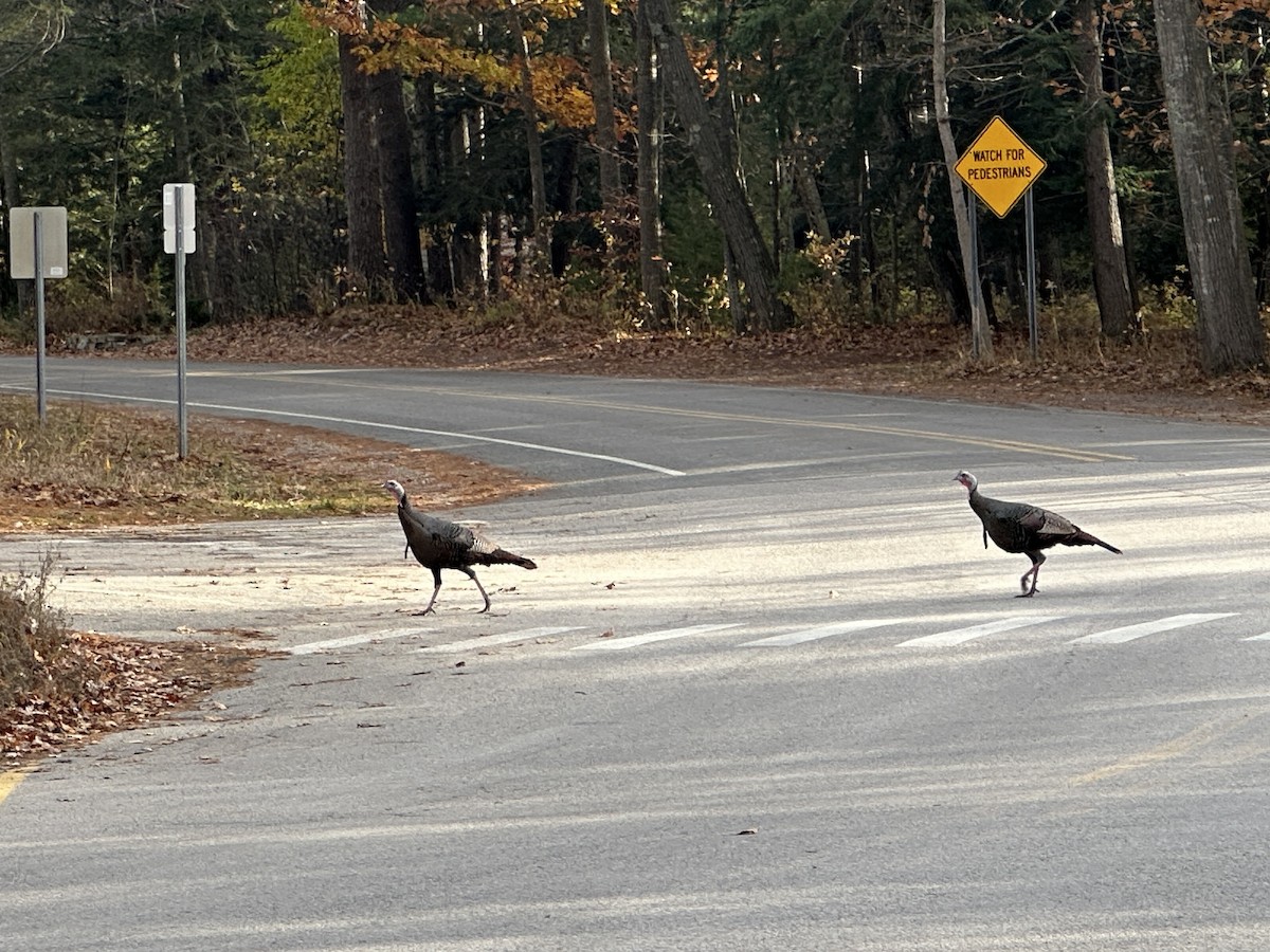 Wild Turkey - ML645237607