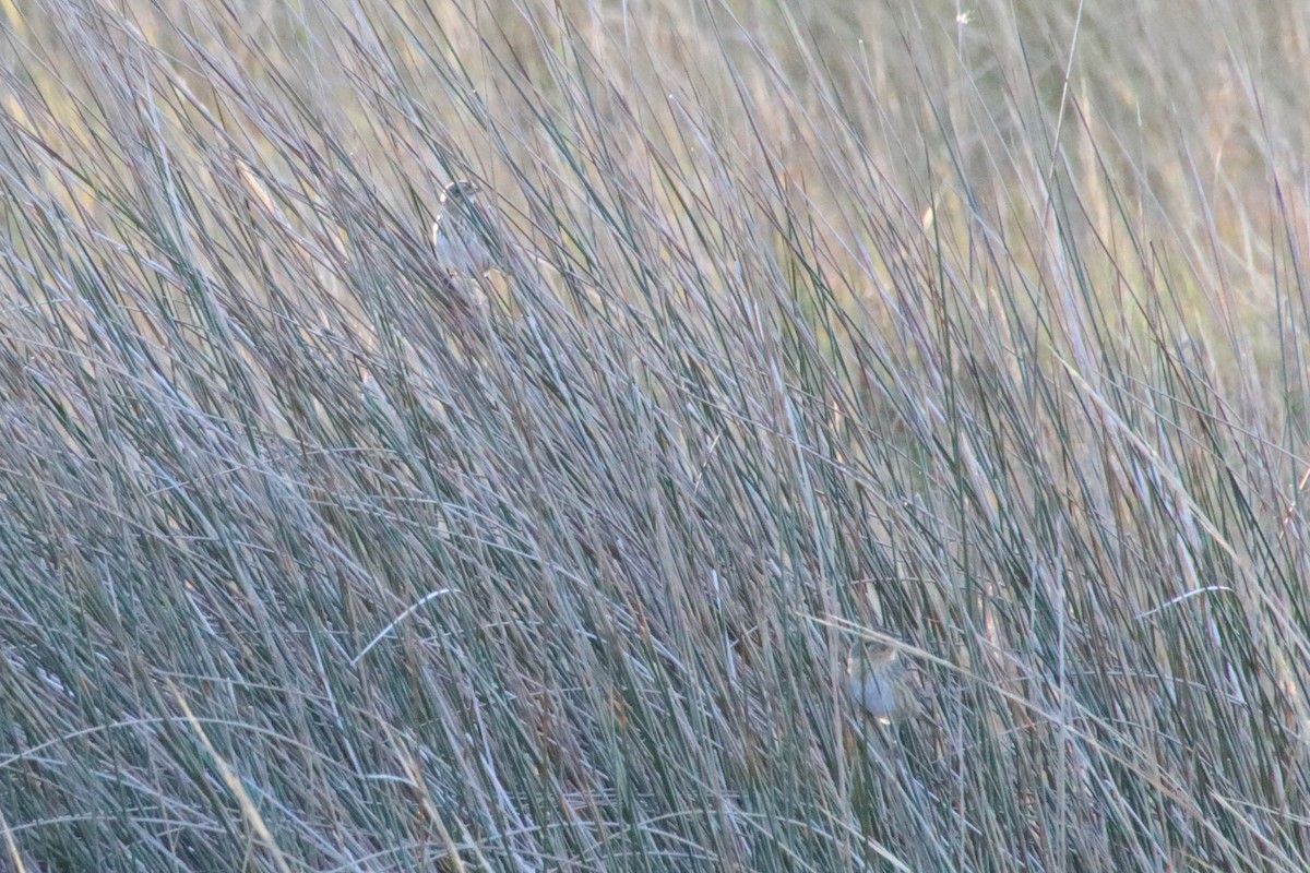 Nelson's Sparrow - ML645237608