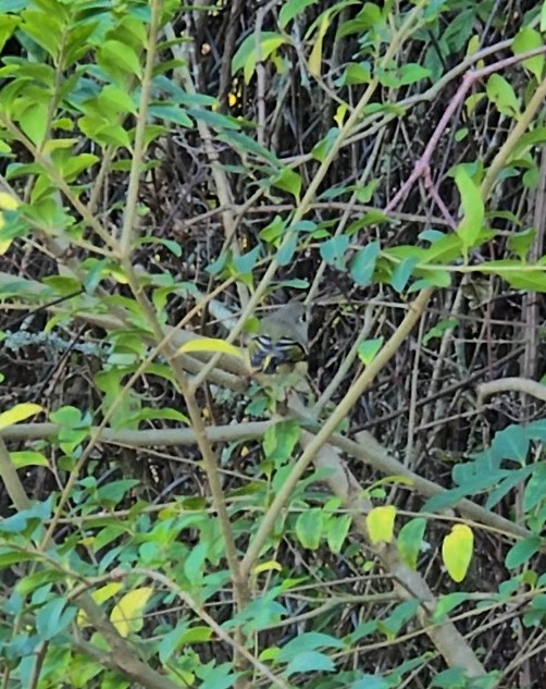 Ruby-crowned Kinglet - ML645237611