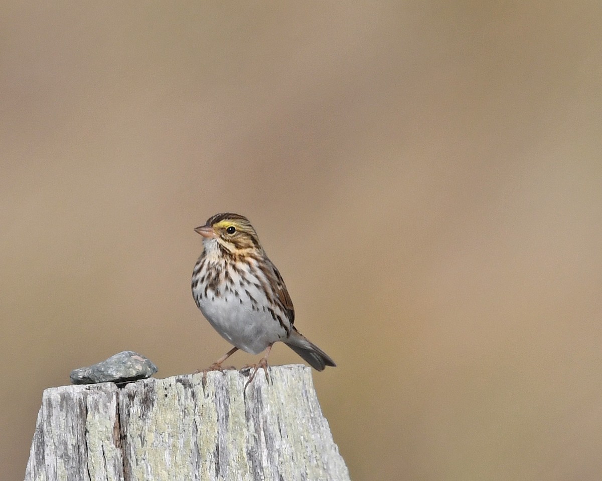 Пасовник савановий [група sandwichensis] - ML645237614
