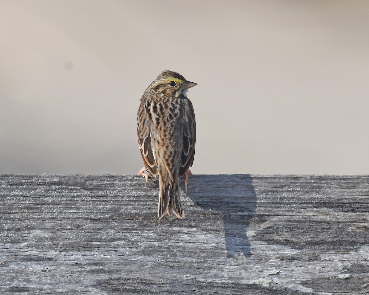 Пасовник савановий [група sandwichensis] - ML645237625