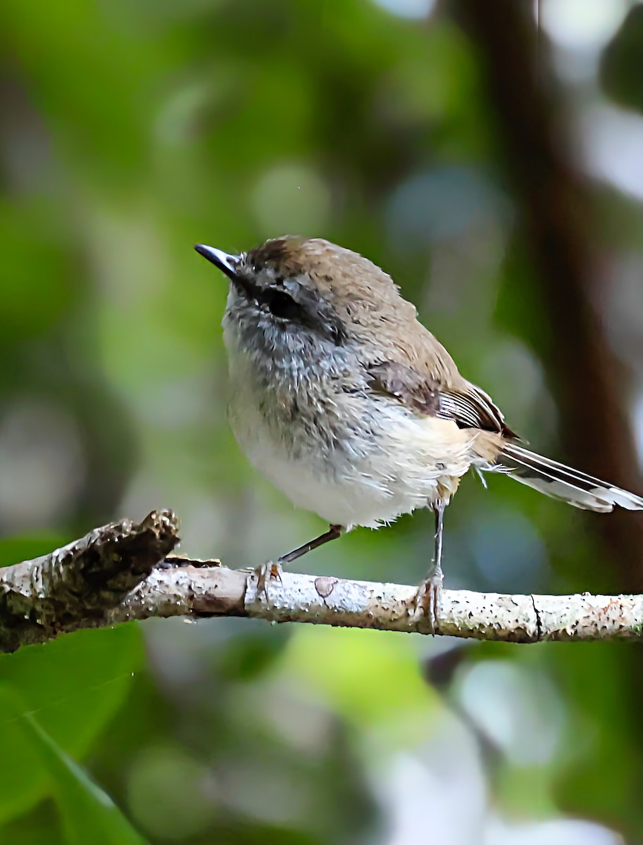 Brown Gerygone - ML645237631