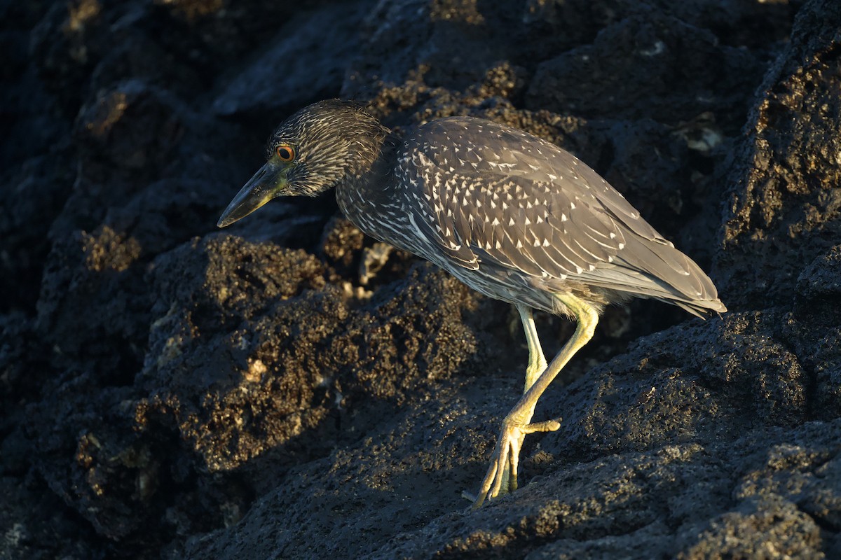 Квак чорногорлий - ML645237635