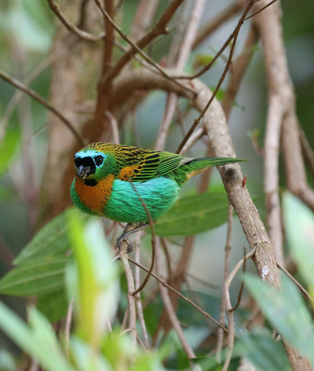 Tangara de Desmarest - ML645237638