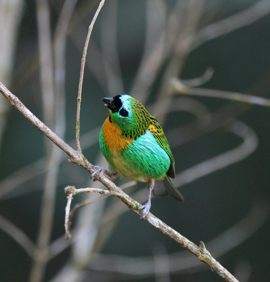 Tangara de Desmarest - ML645237639