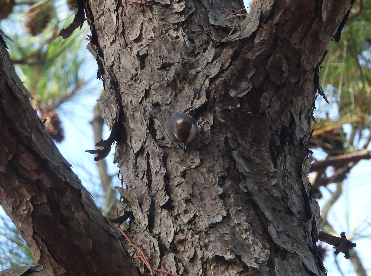 Sittelle à tête brune - ML645237642