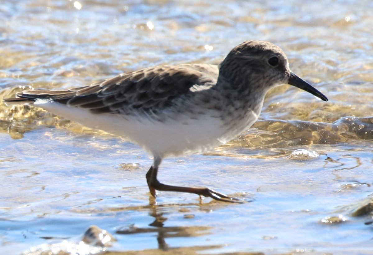 Least Sandpiper - ML645237645