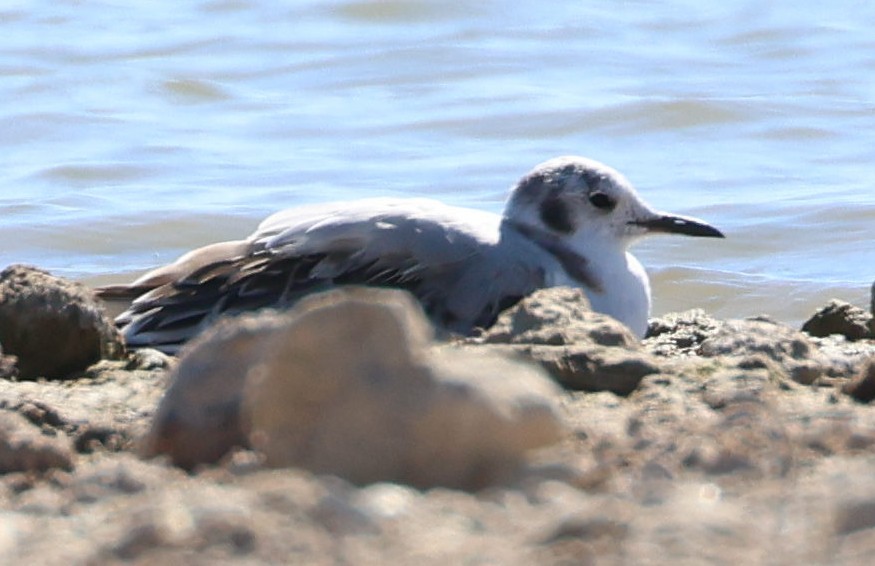 Bonaparte's Gull - ML645237651