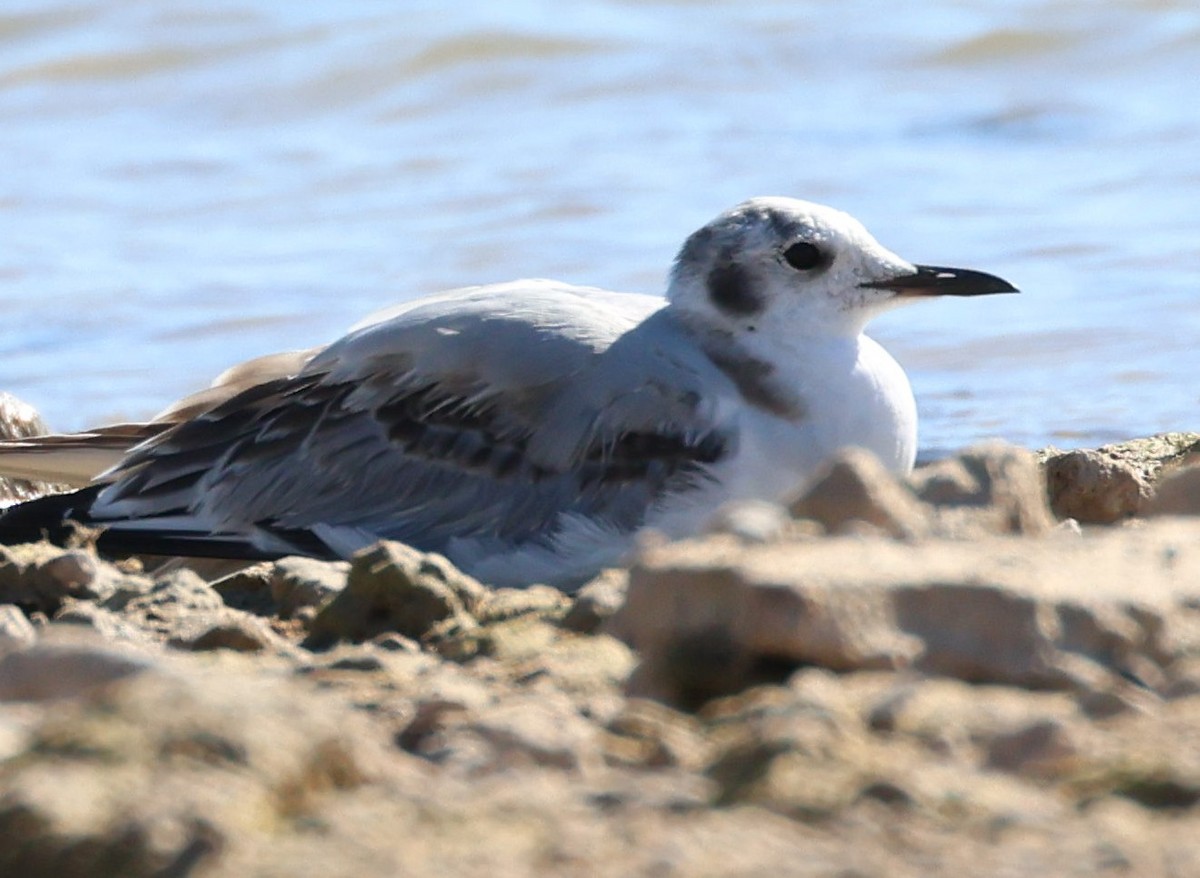 Bonaparte's Gull - ML645237652
