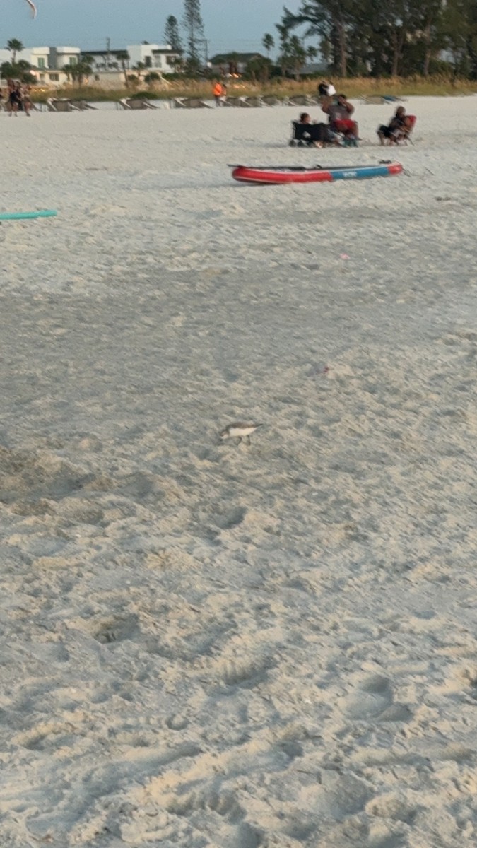 三趾濱鷸 - ML645237660