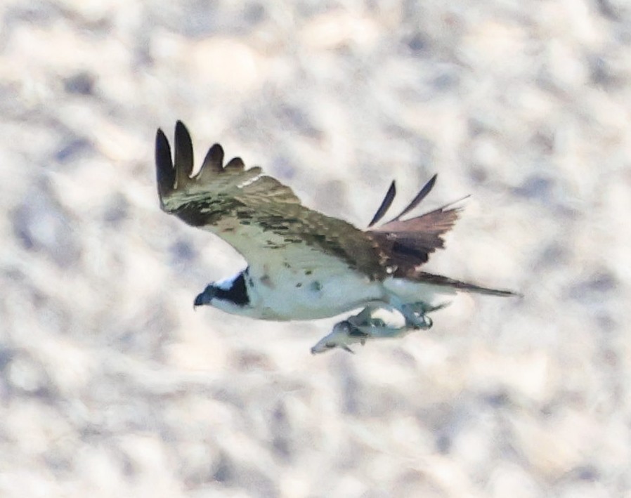 Osprey - ML645237661