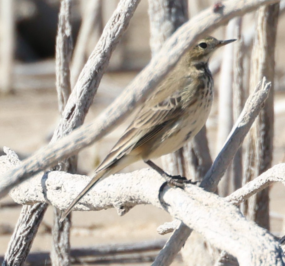 American Pipit - ML645237664