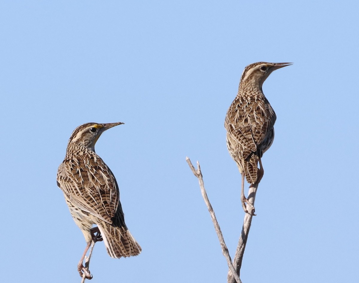 Western Meadowlark - ML645237666