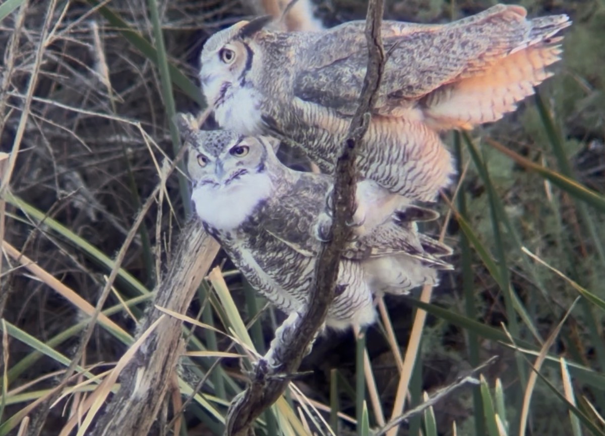 Great Horned Owl - ML645237669