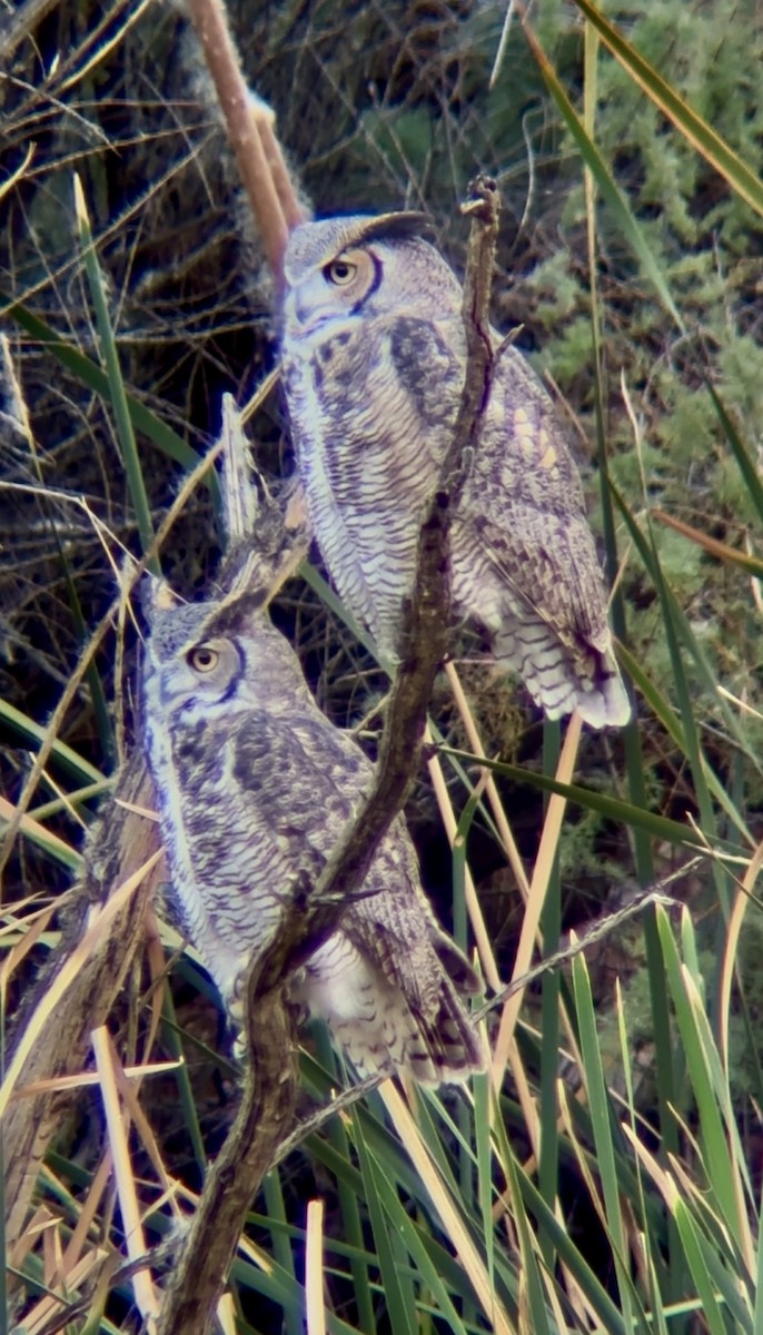 Great Horned Owl - ML645237670