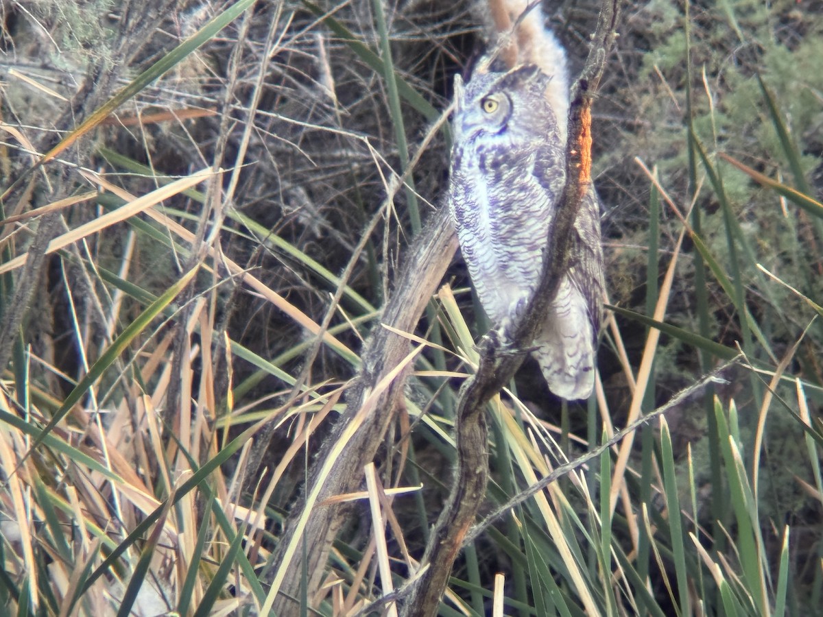 Great Horned Owl - ML645237671