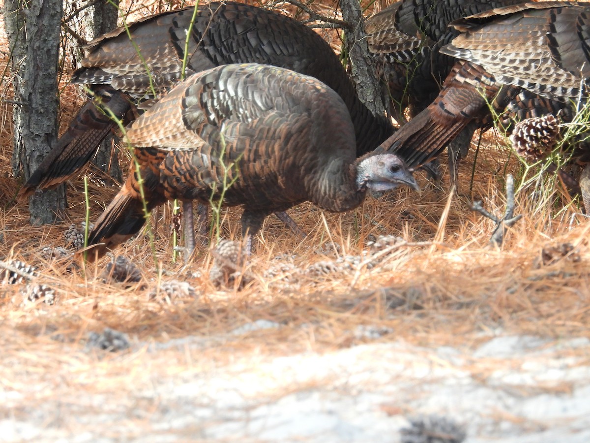 Wild Turkey - ML645237674
