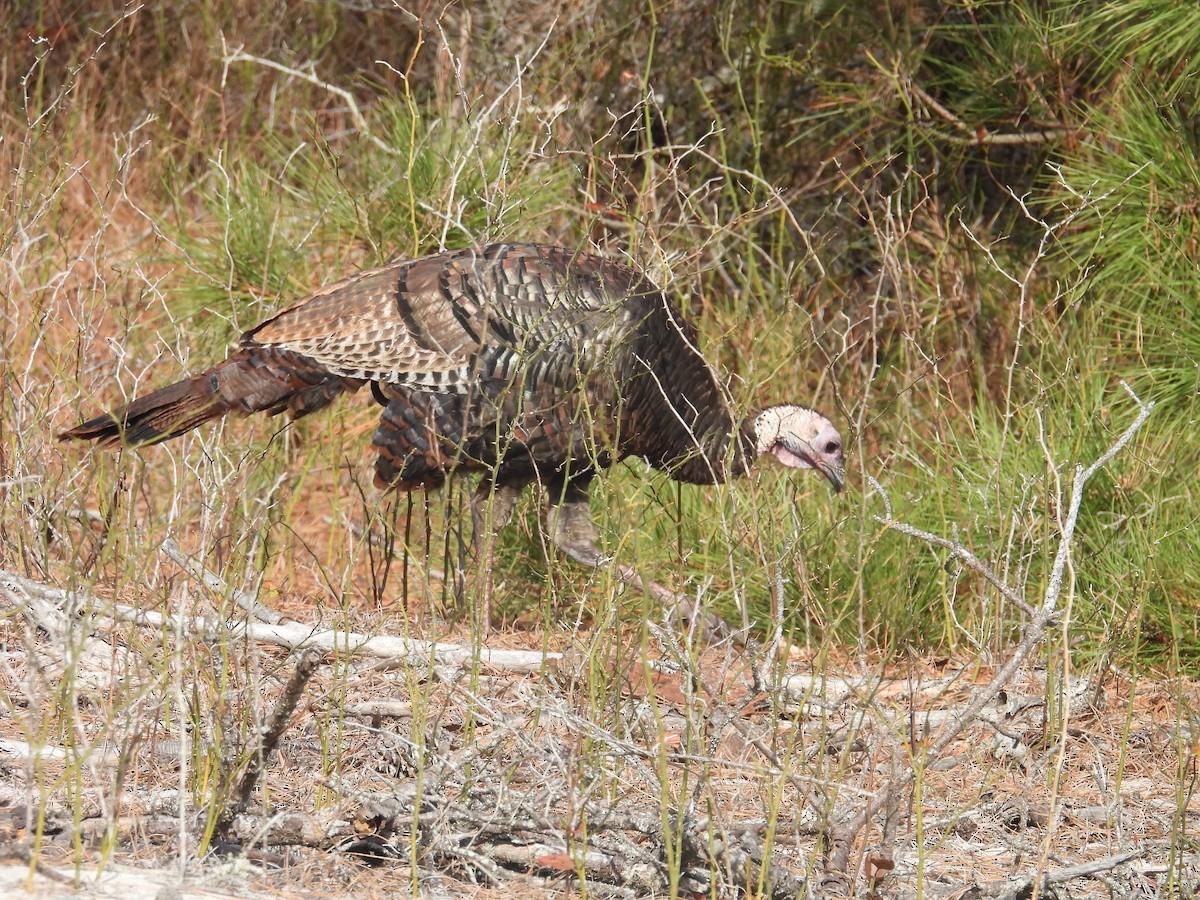 Wild Turkey - ML645237675