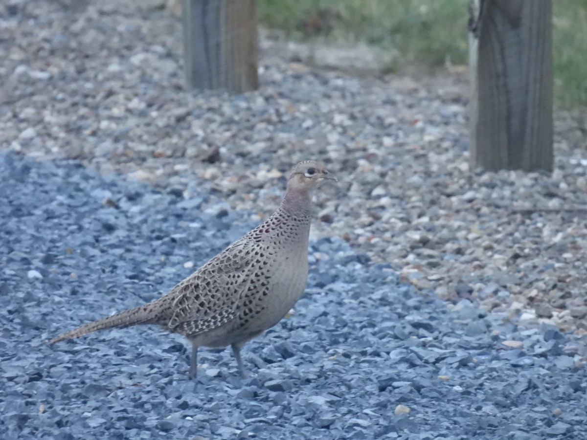 Ring-necked Pheasant - ML645237677