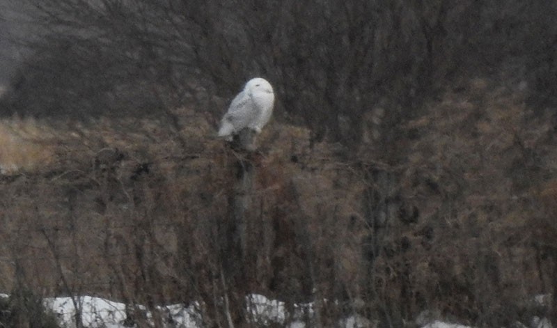 Snowy Owl - ML645237687