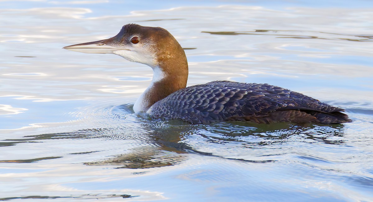 Черноклювая гагара - ML645237693