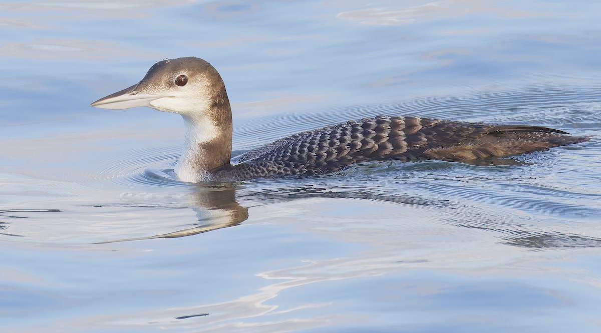 Черноклювая гагара - ML645237694